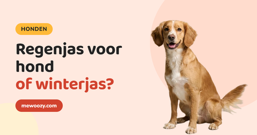 Regenjas voor hond of winterjas? Zo kies je een hondenjas