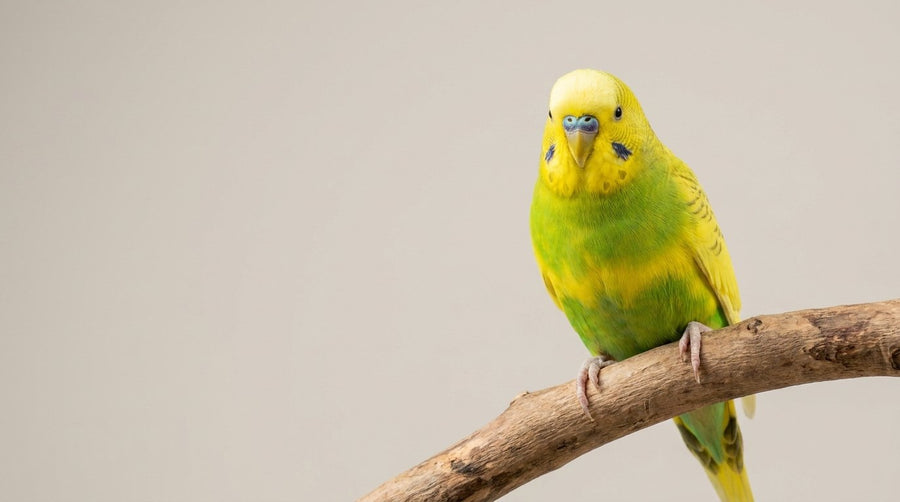Vogel