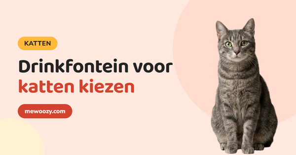 Drinkfontein voor katten kiezen: materiaal, filter en plek