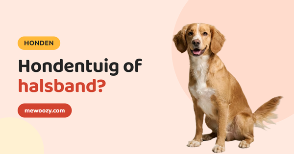 Hondentuig of halsband: wat past bij jouw hond?