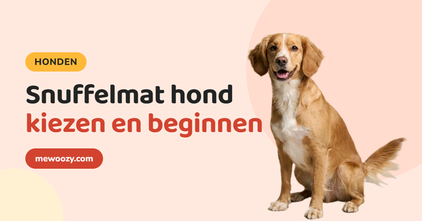 Snuffelmat hond: zo kies je, begin je en maak je het moeilijker