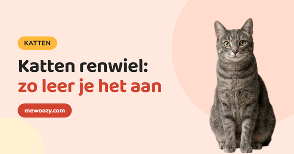 Katten renwiel: werkt het en hoe leer je je kat eraan?