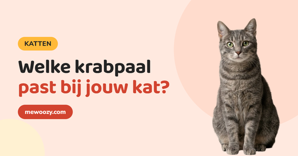 Welke krabpaal past bij jouw kat? Zo kies je