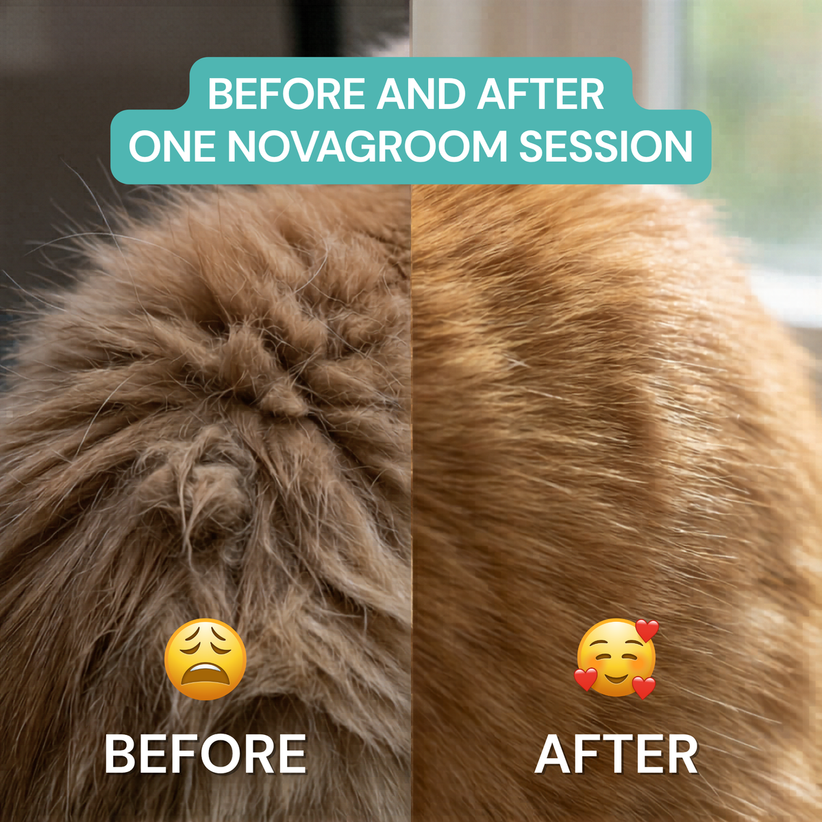 Voor en na vergelijking van verwarde en gladde rode kattenvacht