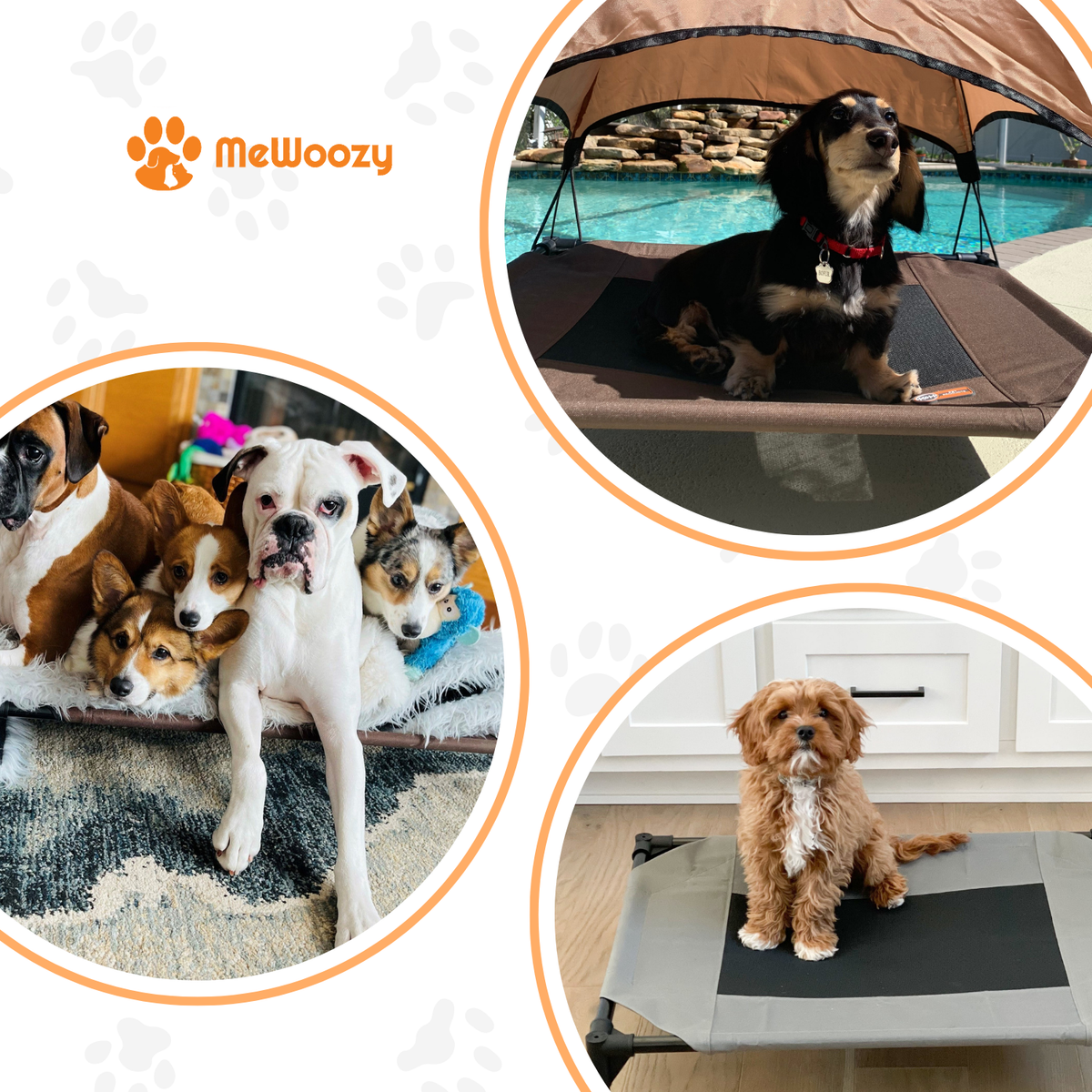 Collage met honden op het bed bij zwembad, binnen en in groep
