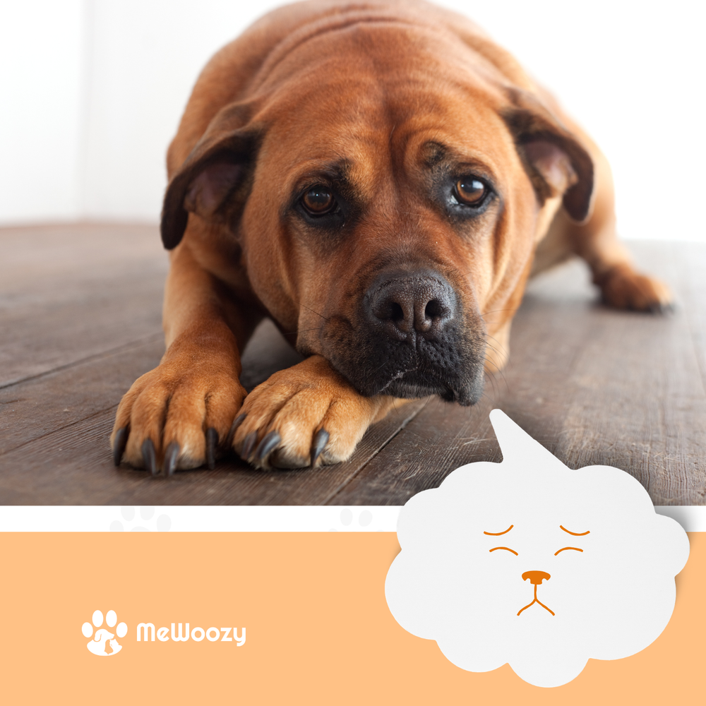 Houdt uw slimme hond bezig