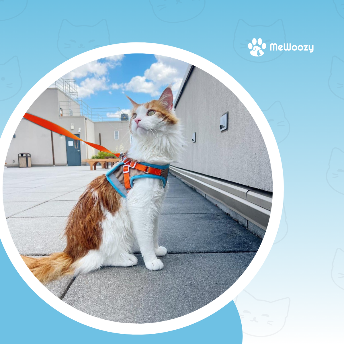 Rood-witte kat in blauw-oranje harnas aan oranje lijn op een dakterras