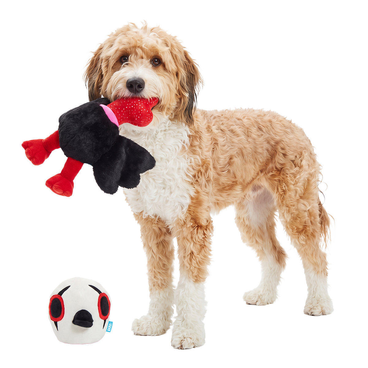 Blonde krullende hond met het lijf van de knuffel in de bek, kop ernaast