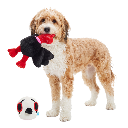 Blonde krullende hond met het lijf van de knuffel in de bek, kop ernaast