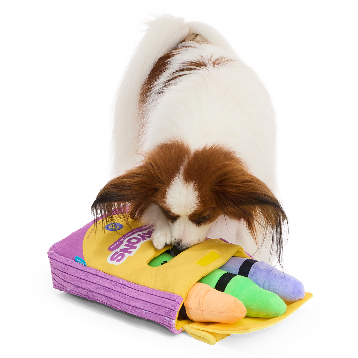 Papillon snuffelt met zijn neus in de omgevallen krijtjesdoos