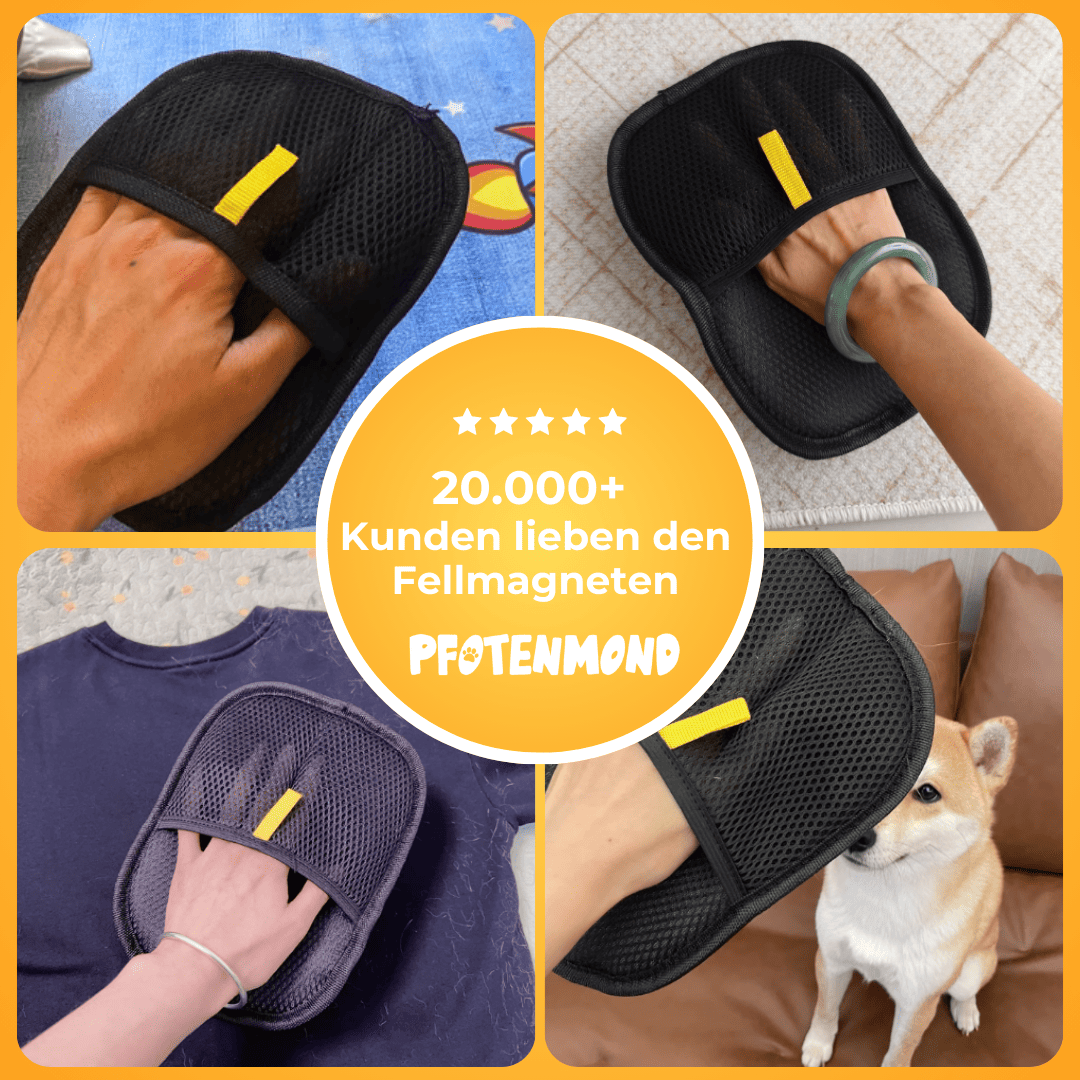 Vier situaties met de handschoen op tapijt, trui en bank met een hondje