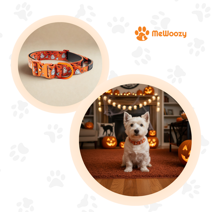Witte terriër met oranje halsband zittend in een kamer met halloweenpompoenen