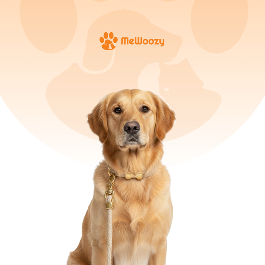 Golden retriever zit rechtop met de beige touwriem aan een bijpassende halsband