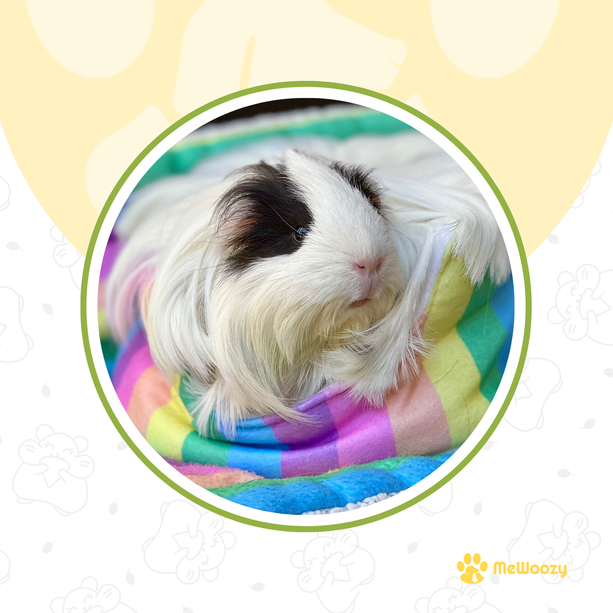 Regenboog Knuffelmand Voor Cavia's