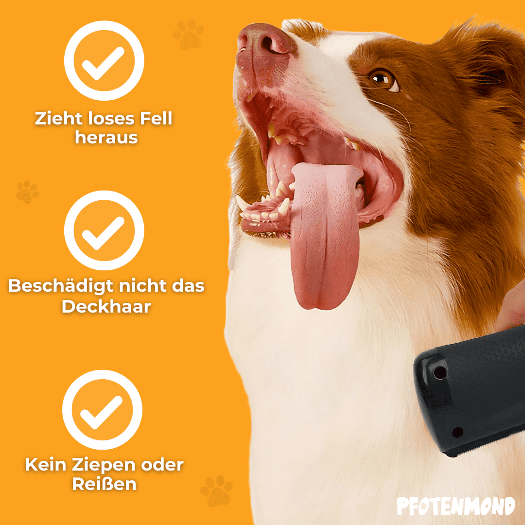 Bruin-witte bordercollie met uitgestoken tong en de borstel in beeld