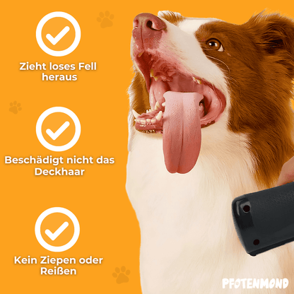 Bruin-witte bordercollie met uitgestoken tong en de borstel in beeld