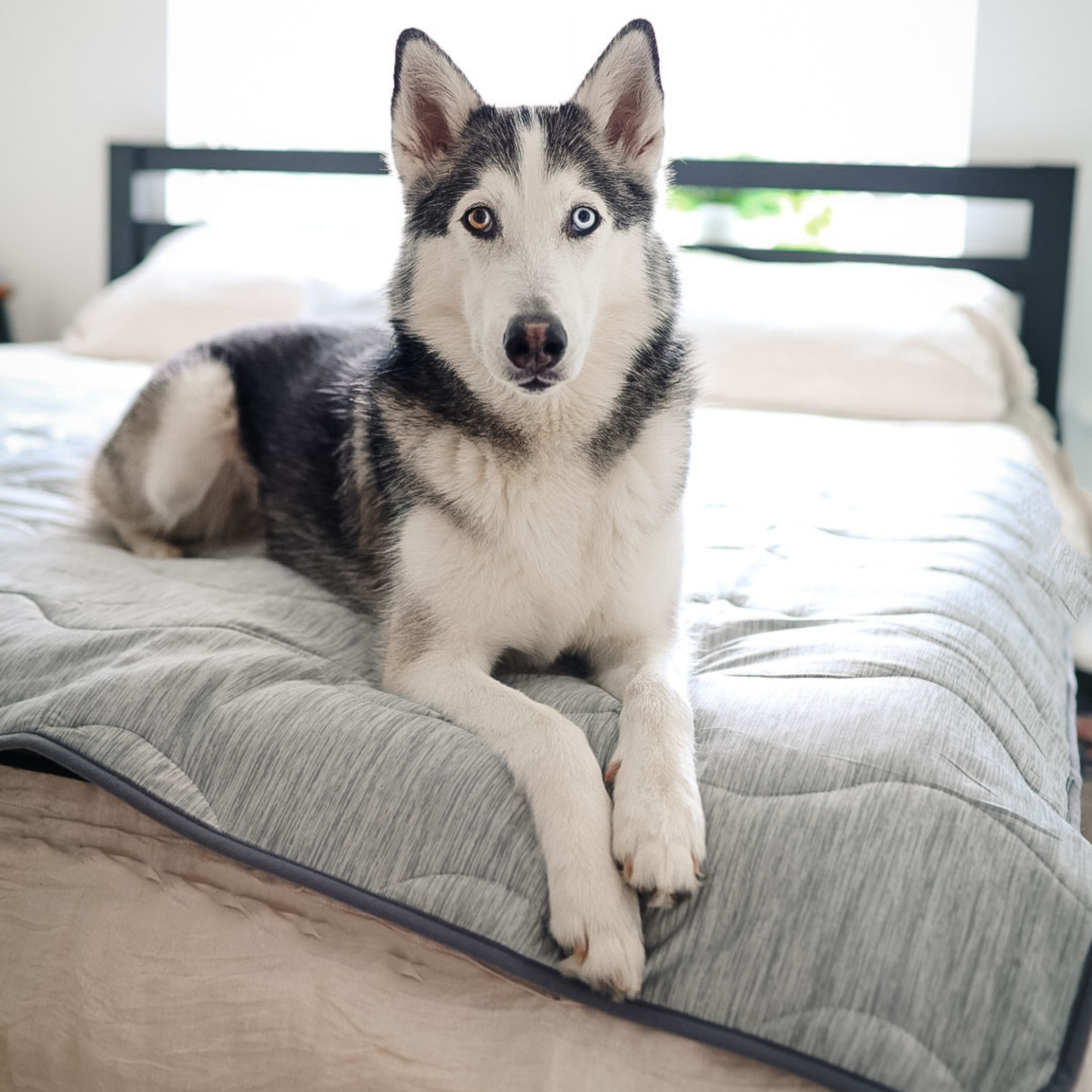Cool Dog Blanket – Heat &amp; Stain Protection