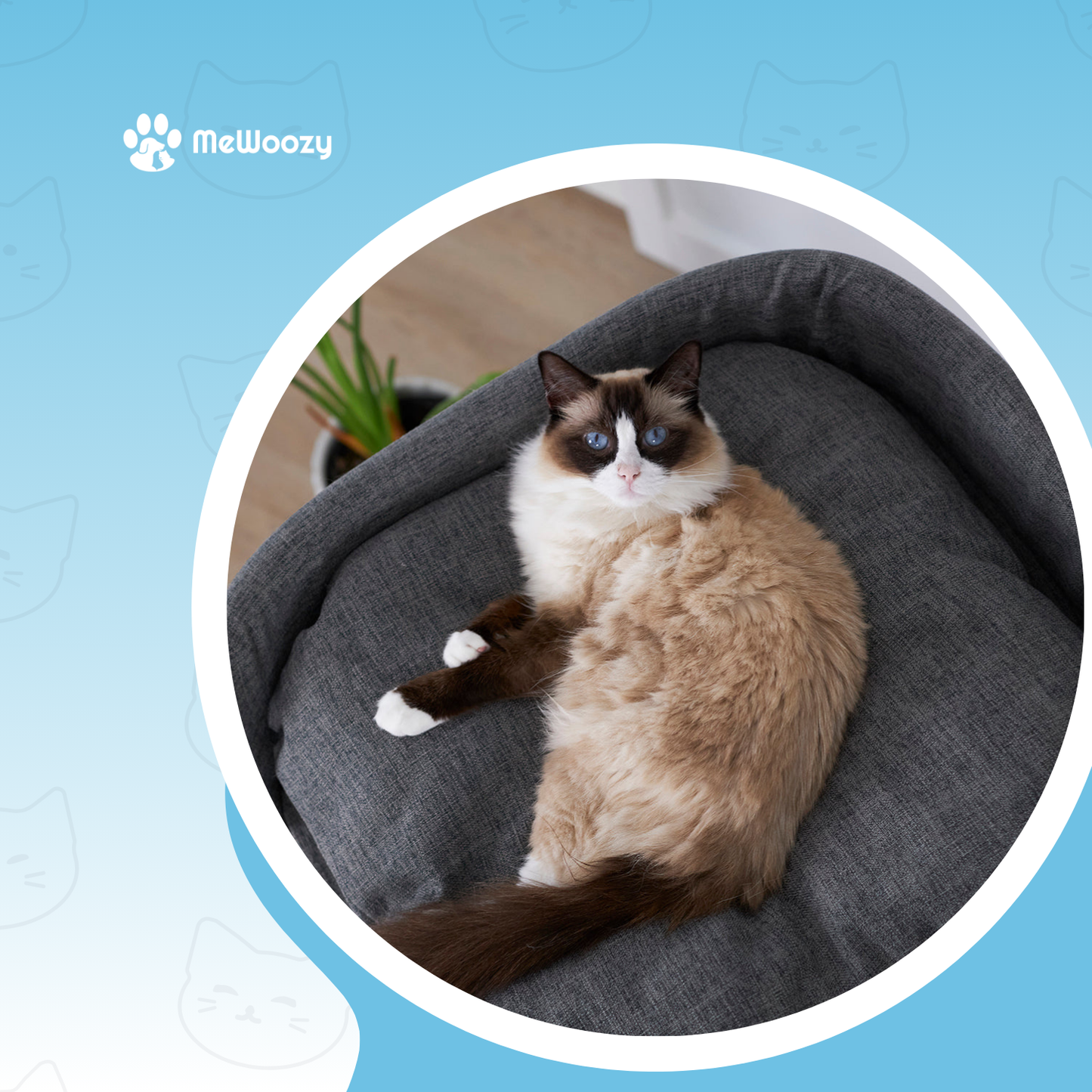 Krabpaal Met Hoog Bed Voor Katten – Met Speelkoord En Rustplek