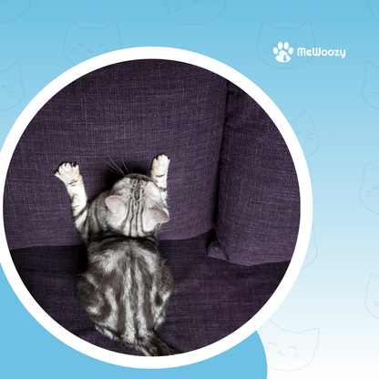 Kattenhuis Set 6 Stuks – Voor Knusse Speelplek