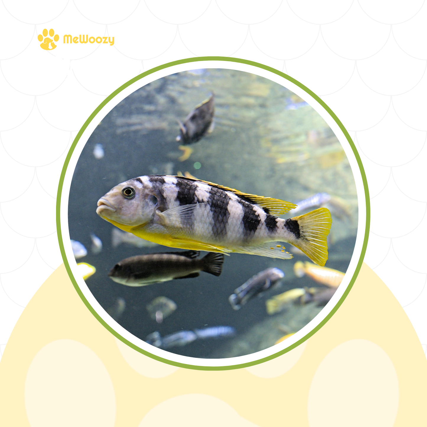 Aquarium LED Verlichting WRGB – Met Kleurregeling En App
