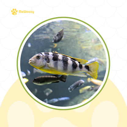 Aquarium LED Verlichting WRGB – Met Kleurregeling En App