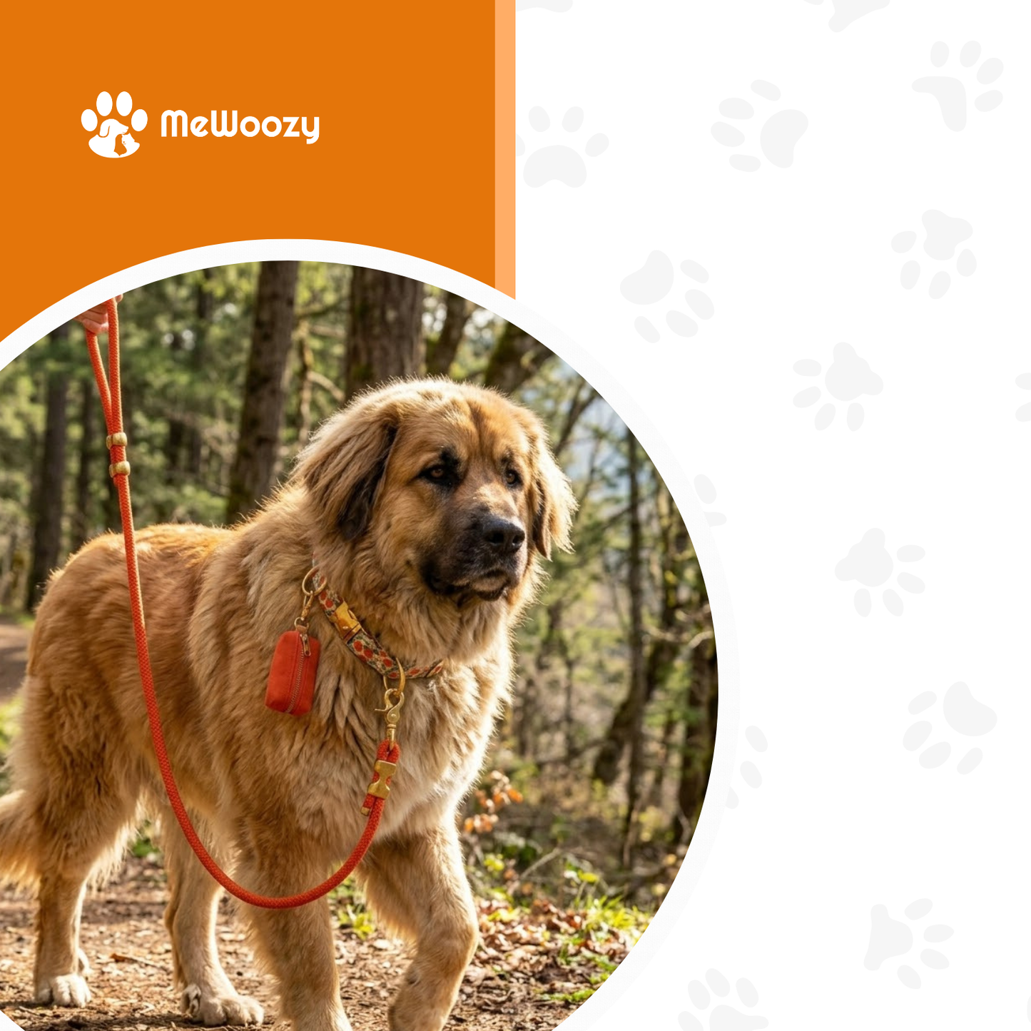 Honden Wandelset Met Halsband En Poepzakhouder – Voor Samen Uit