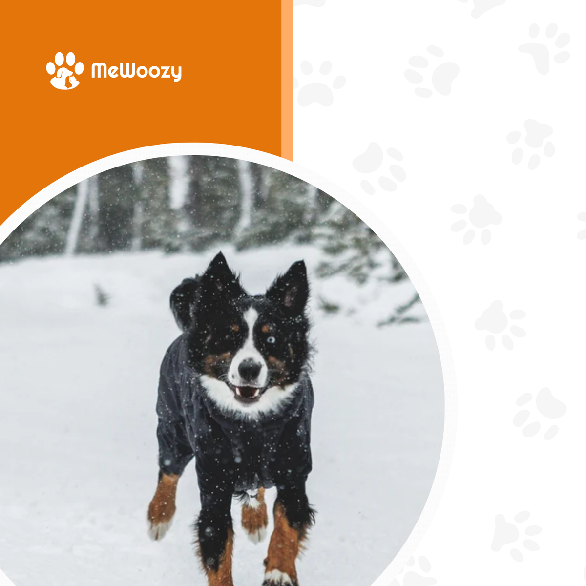 Powder Hound Waterdichte Gevoerde Hondenoverall