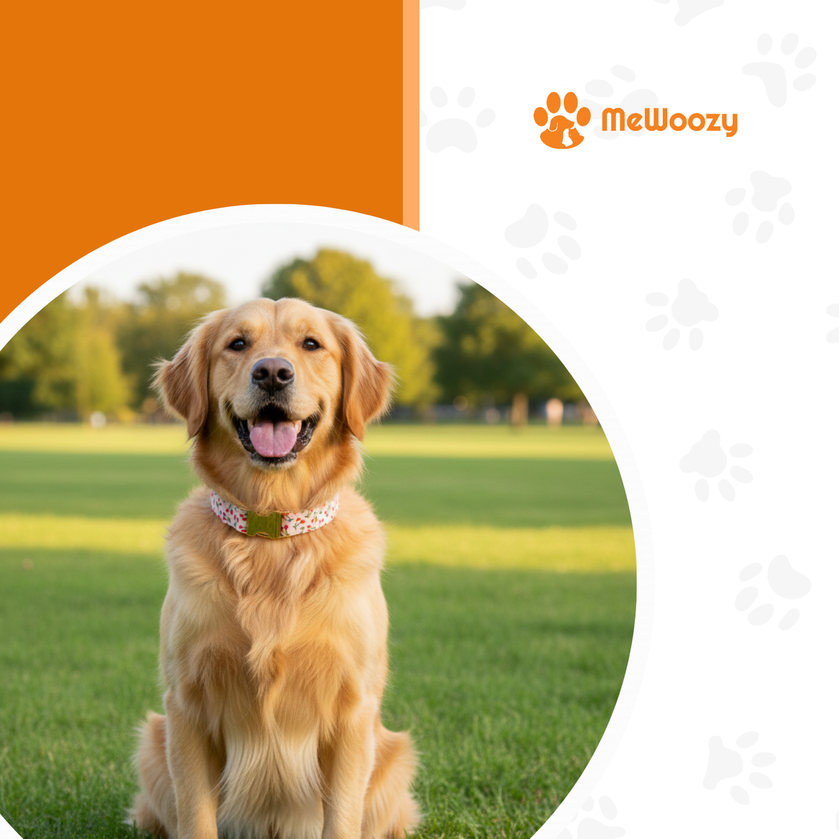 Golden retriever zit op een grasveld met de roze kersenhalsband om