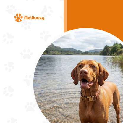 Roodbruine vizsla met bruine halsband staat in een meer met heuvels