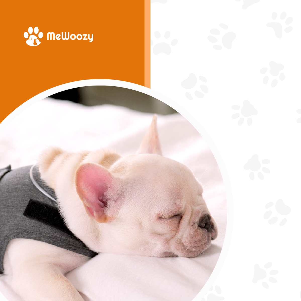 Slapende Franse bulldog in grijs drukvest op een wit bed