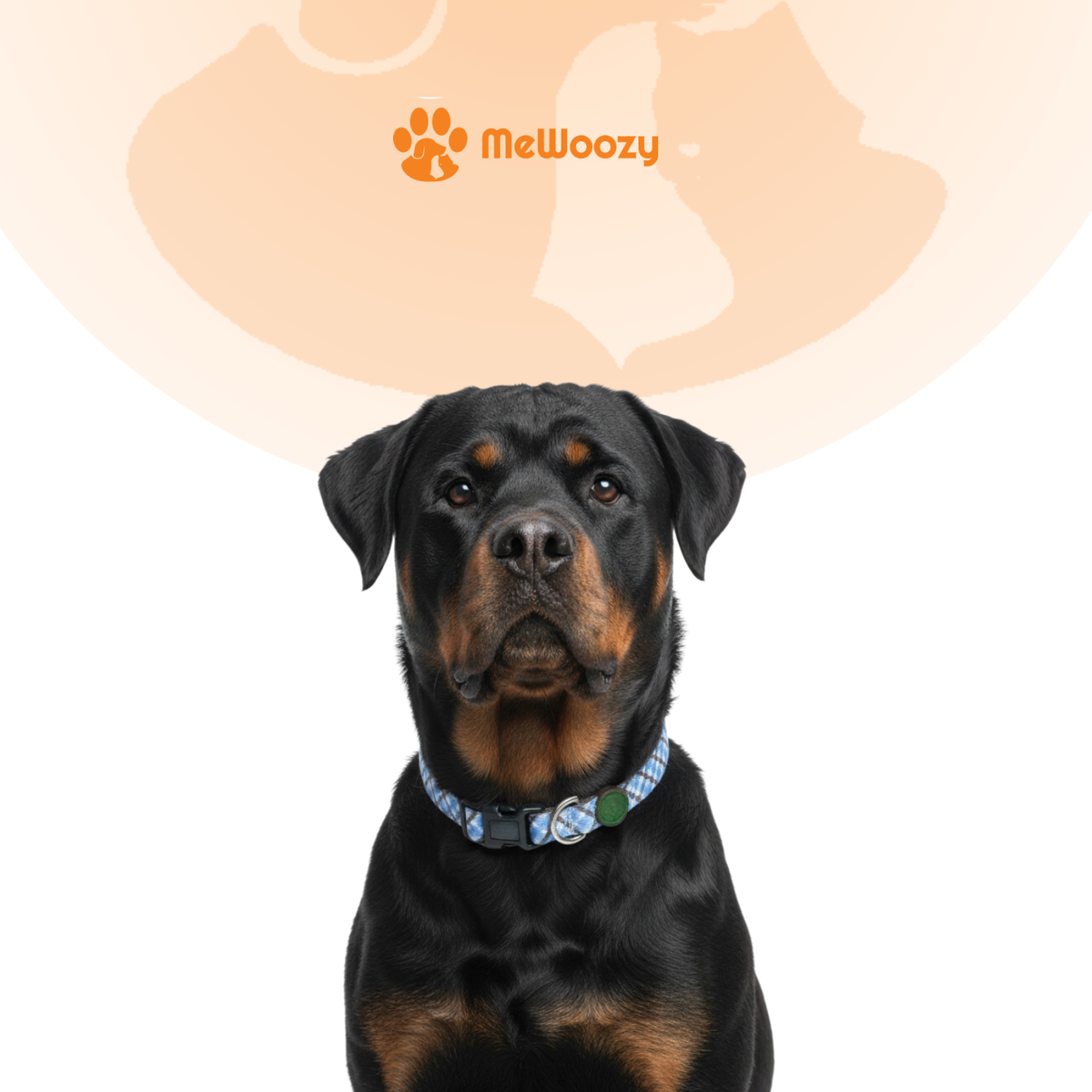 Rottweiler zittend met de blauwe tartan halsband om de nek