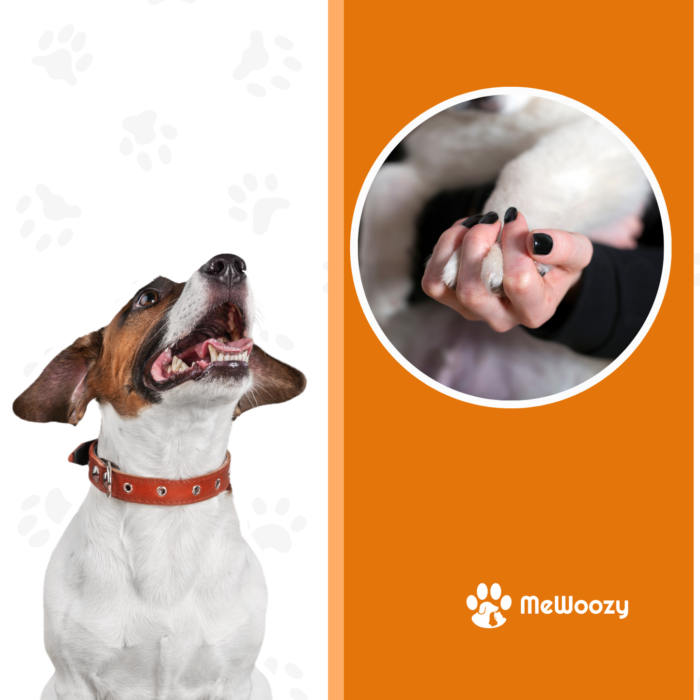 Poottrimmer Voor Honden – Voor Gezonde En Zachte Voeten