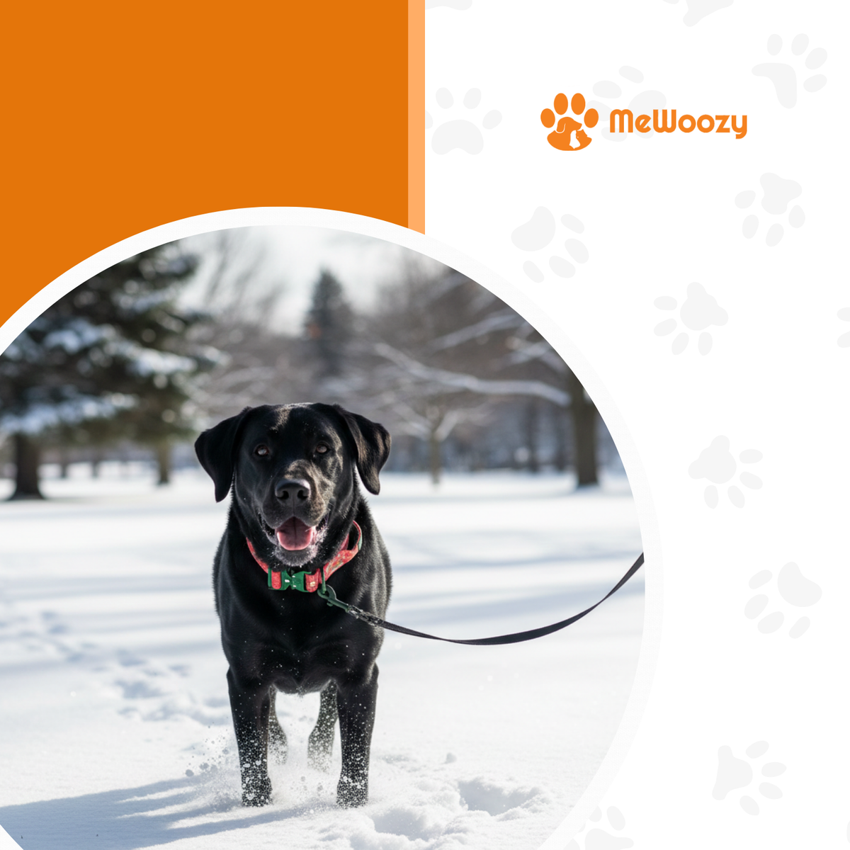 Zwarte labrador met rode halsband en riem staand in de sneeuw