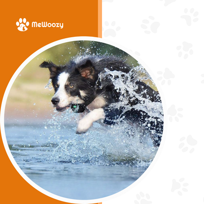 Hondentrainingshalsband Met Afstandsbediening – Voor Rustige Wandelingen