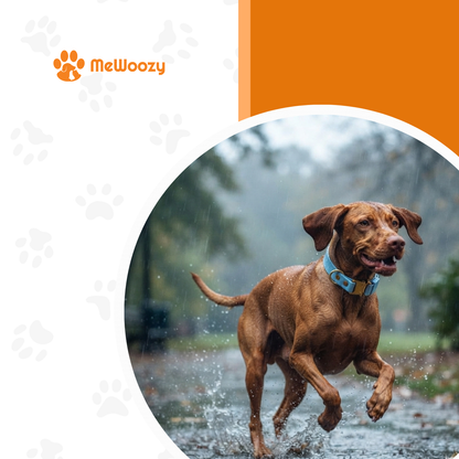 Bruine hond rent door plassen in de regen met blauwe halsband om