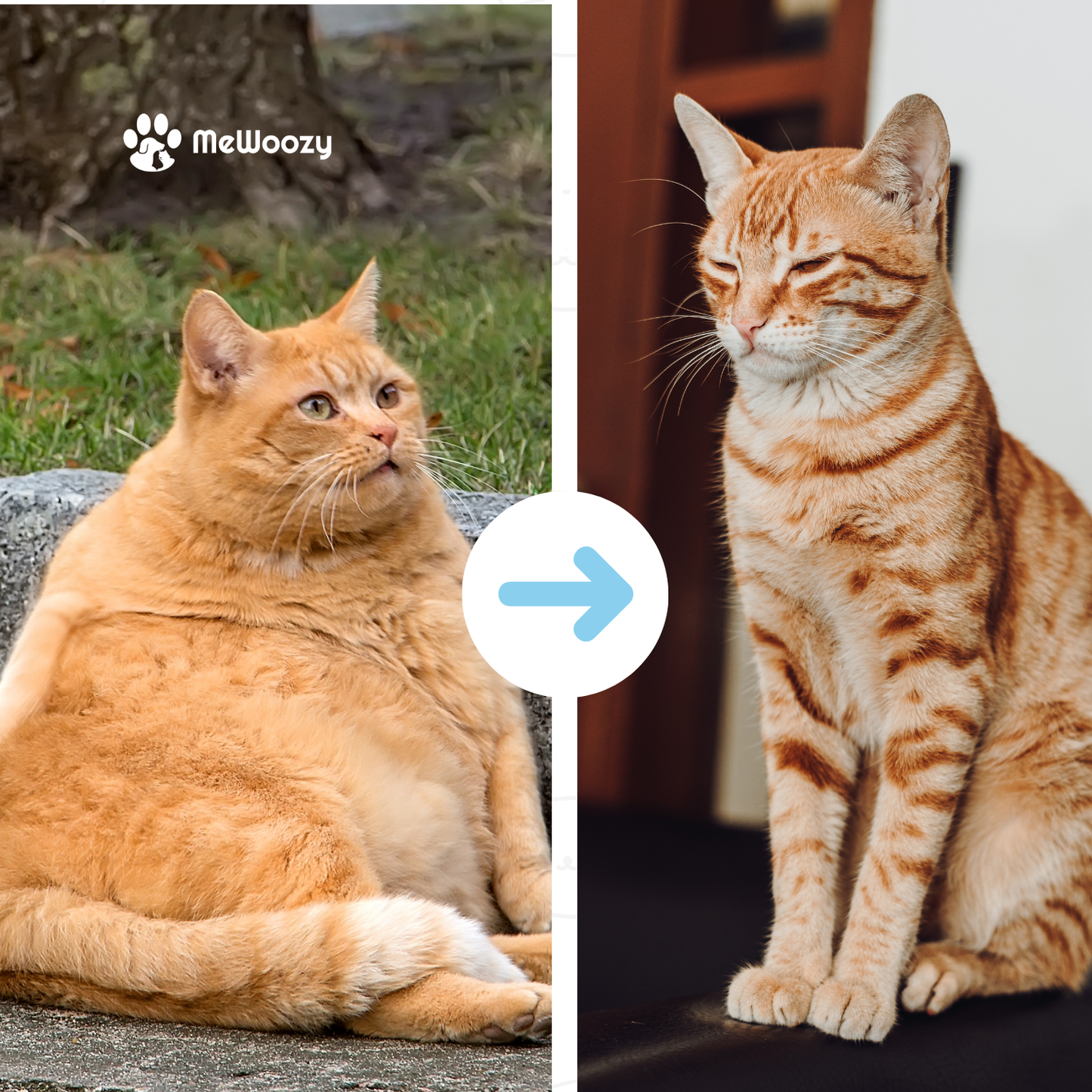 Katten Renwiel Met Antislip – Voor Meer Beweging Thuis