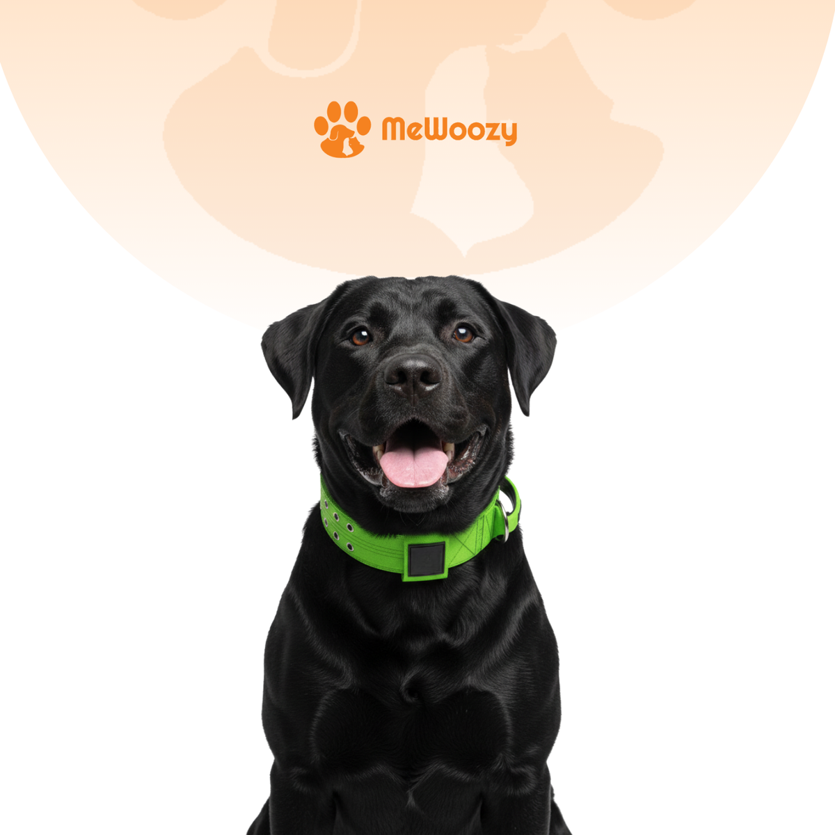Zwarte labrador zit rechtop met de groene halsband om zijn nek