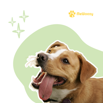 Anti Bark Device for Dogs – No Shock