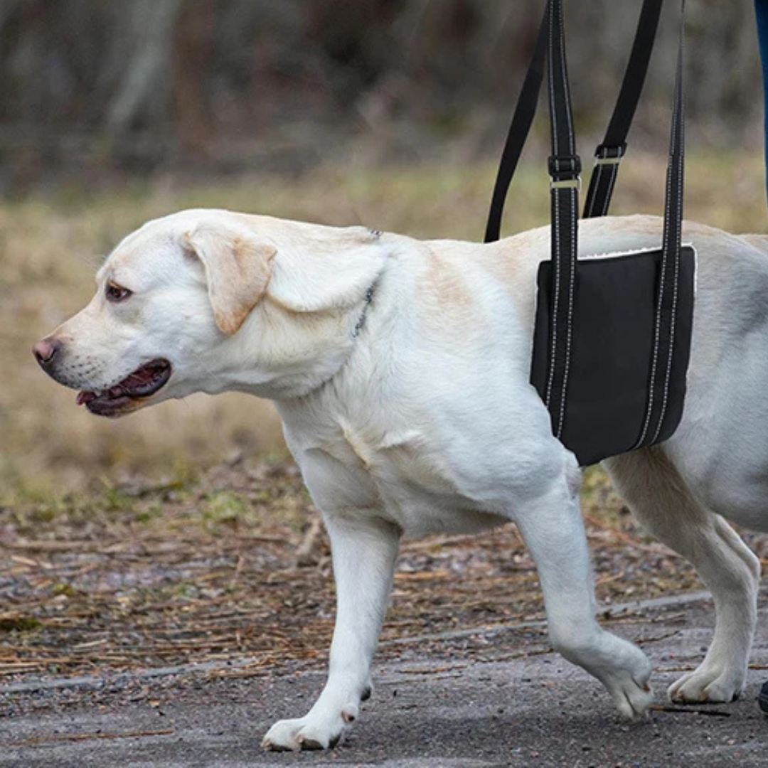 Dog Lifting Strap – For Recovery After Surgery or Injury