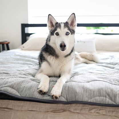 Cool Dog Blanket – Heat &amp; Stain Protection