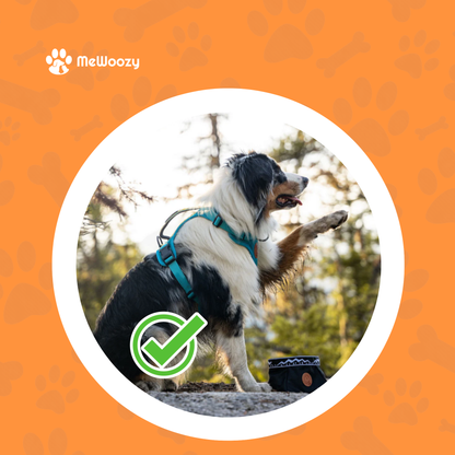 Lightweight Mesh Dog Harness – For Adventurous Walks