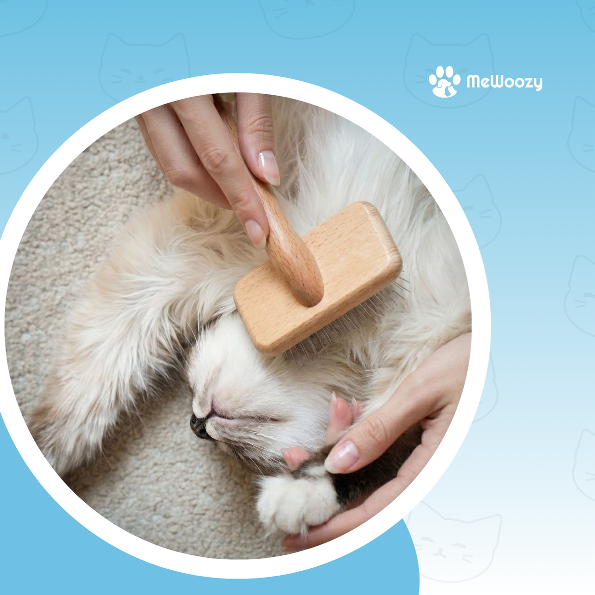 Hand borstelt de buik van een liggende witte langharige kat