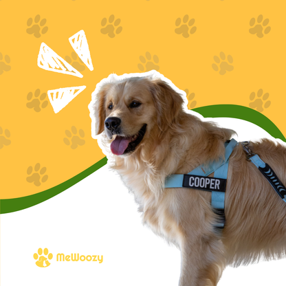 Dog Harness with Leash and Name Tag – For Comfortable Walks