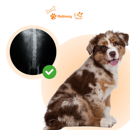 Orthopedisch Hondenkussen – Voor Steun Bij Pijnlijke Gewrichten