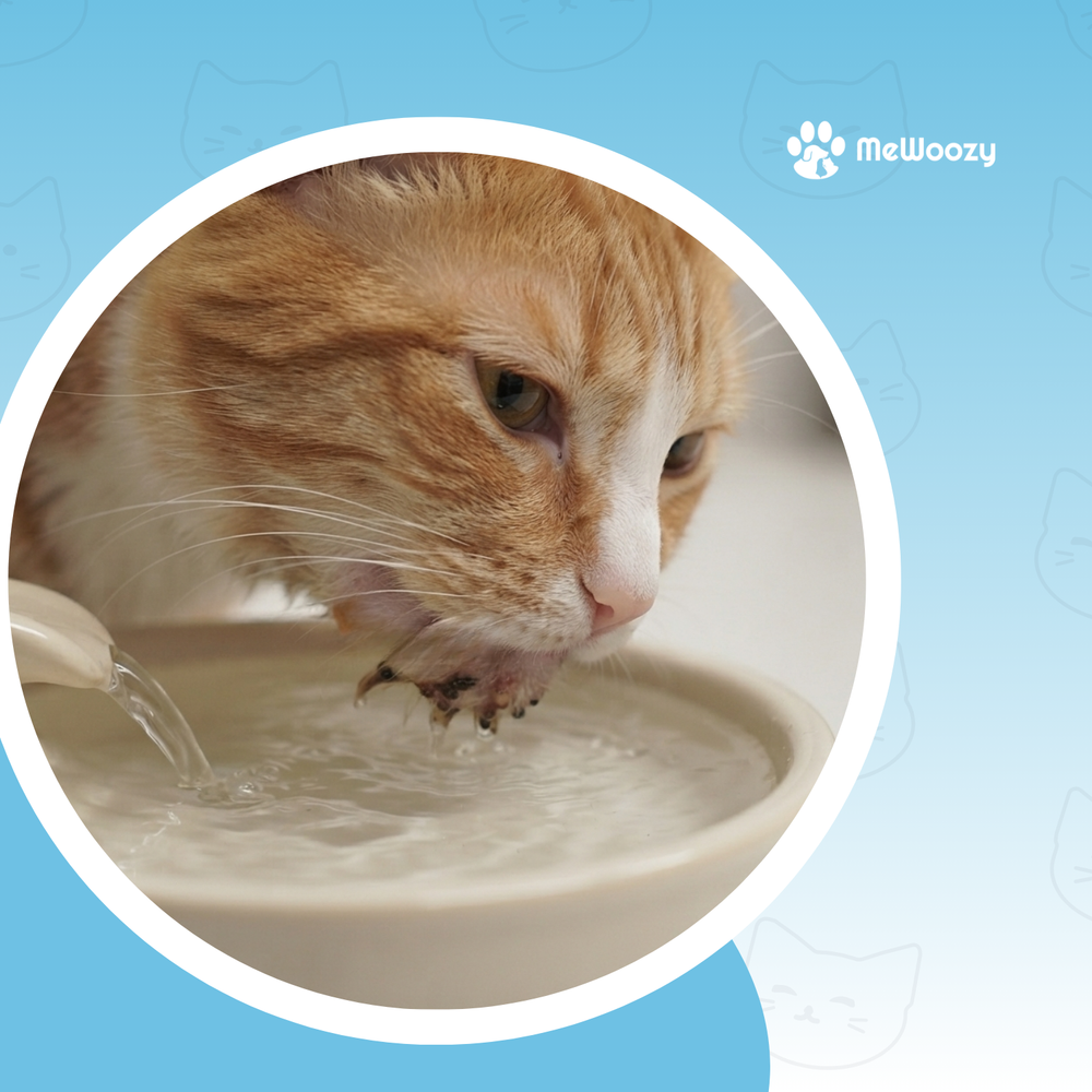 Drinkplezier voor de kat