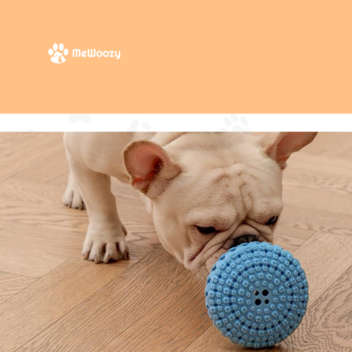 Franse bulldog snuffelt aan de blauwe frisbee op een houten vloer