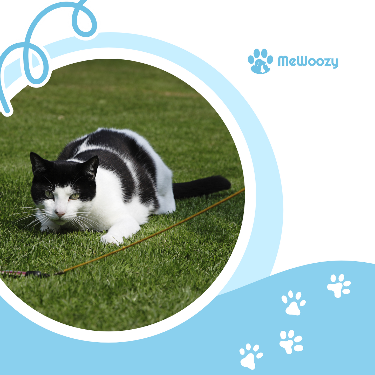 Interactief Kattenrad Met Draaiende Ballen – Voor Actief Spel