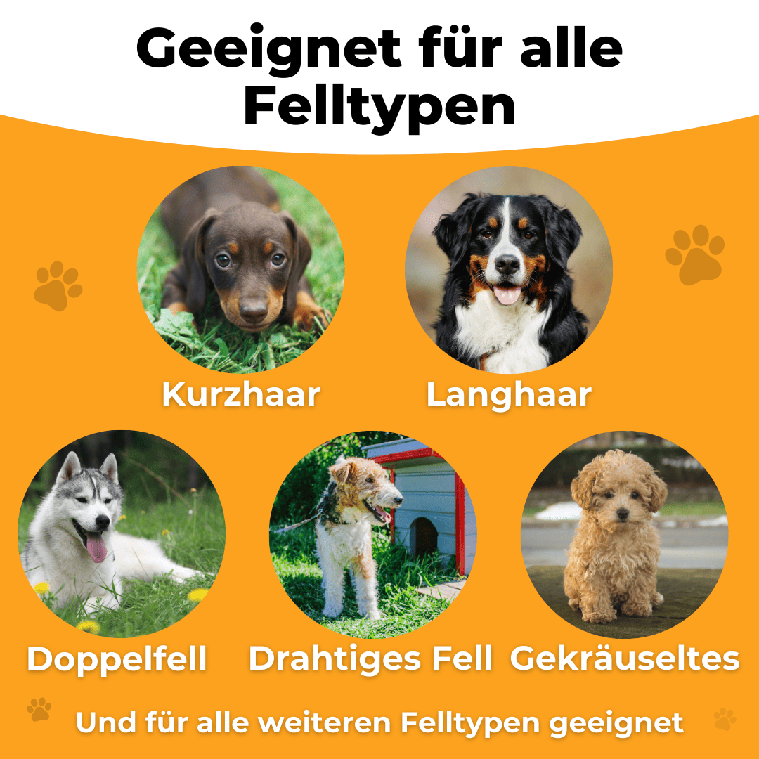 Vijf honden met kort, lang, dubbel, ruw en krullend haar als vachttypes
