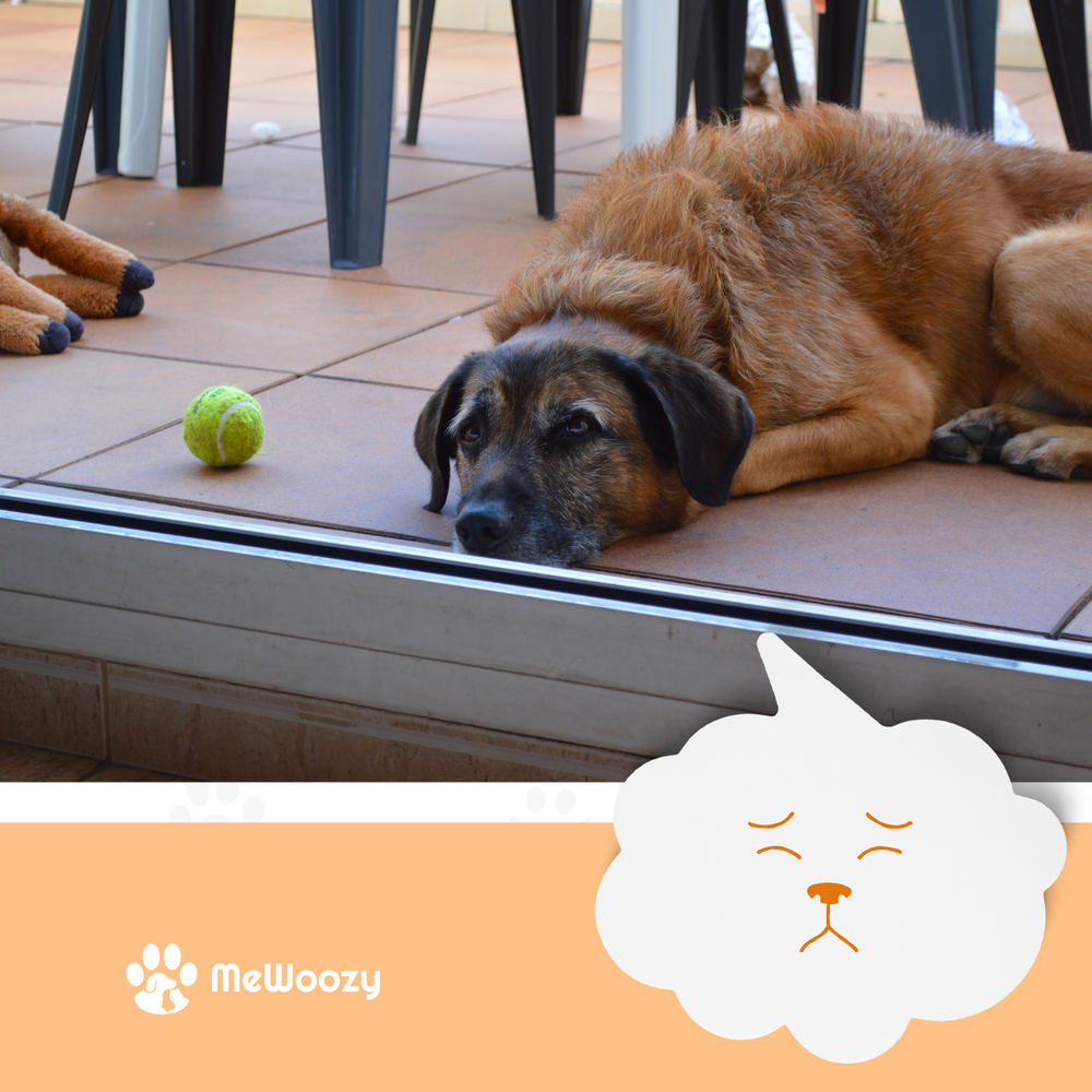 Hond verveeld thuis
