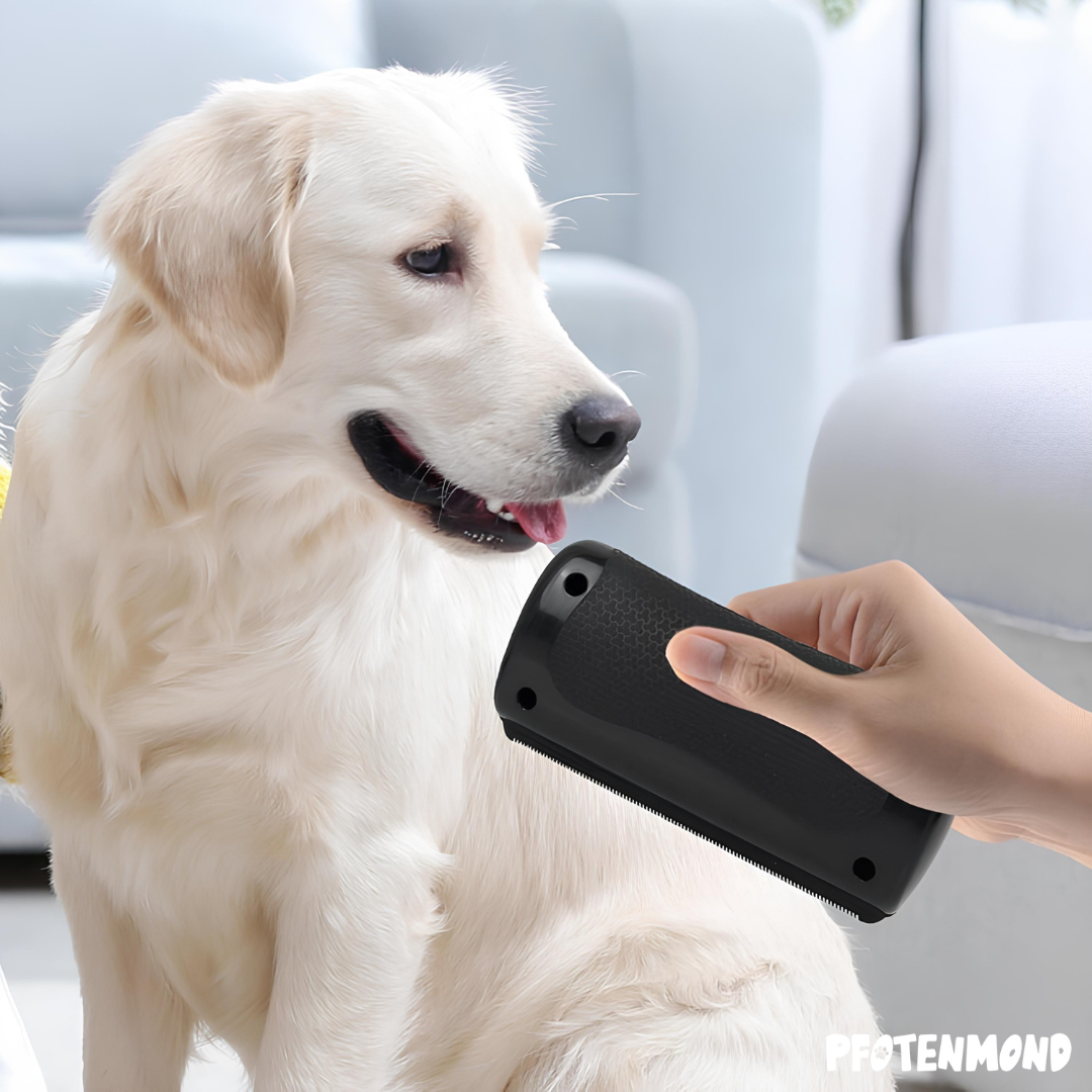 Hand houdt de zwarte borstel voor een witte golden retriever in de woonkamer